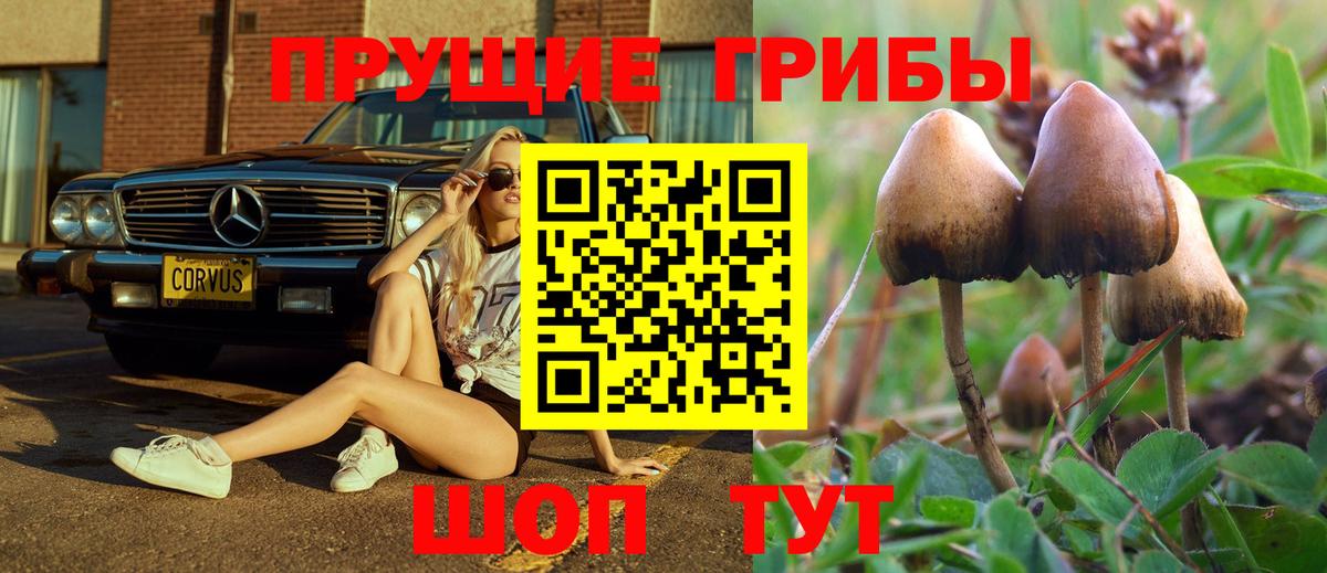 Избербаш  Псилоцибиновые грибы Cubensis  Вход с VPN 