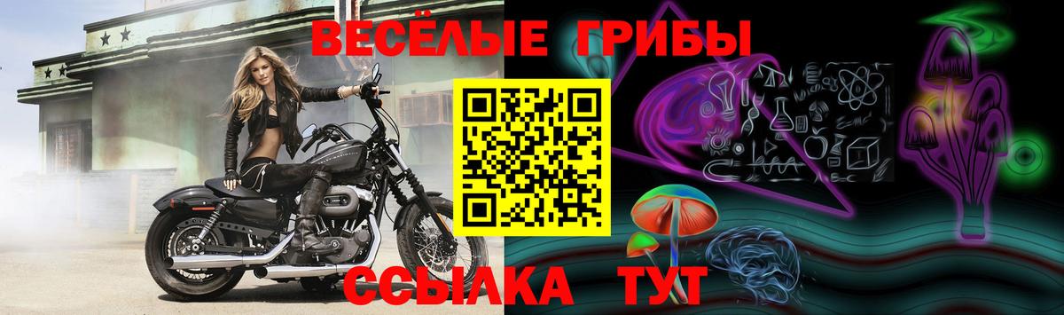 Псилоцибиновые грибы Psilocybine cubensis Избербаш